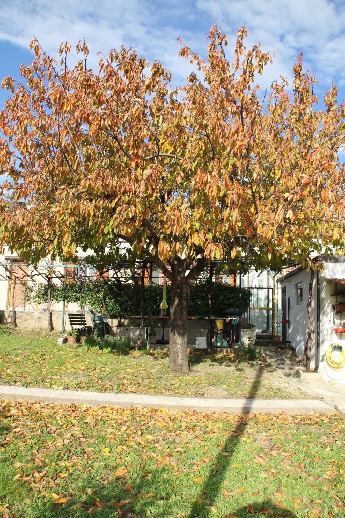 Il Gelsomino Villa Triëst Buitenkant foto