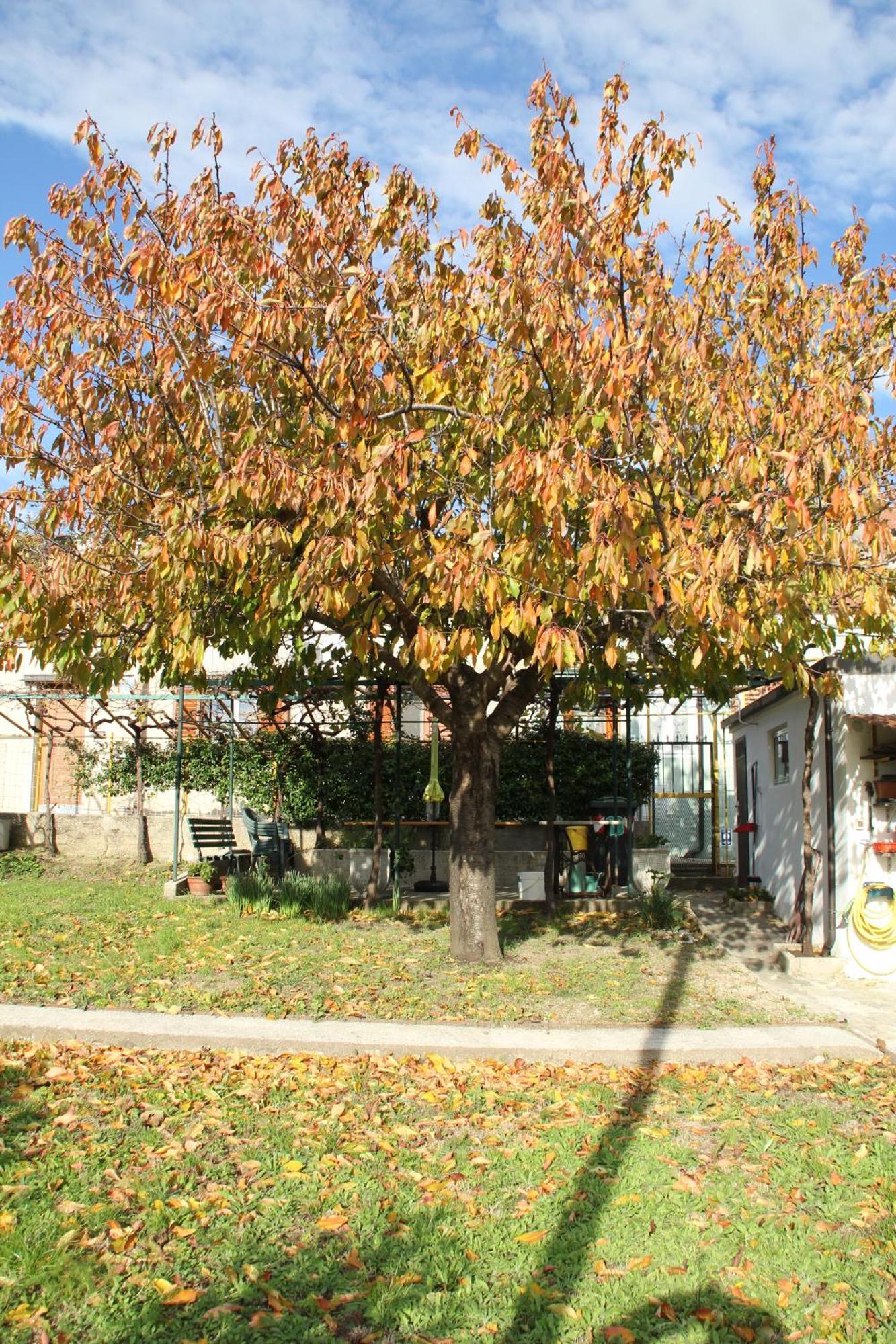 Il Gelsomino Villa Triëst Buitenkant foto